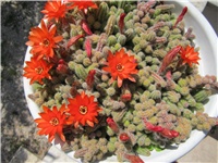 f28ed6f6-Kaktus 004.JPG
